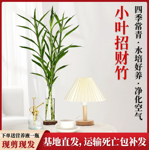 招财竹水培绿植竹报平安懒人盆栽