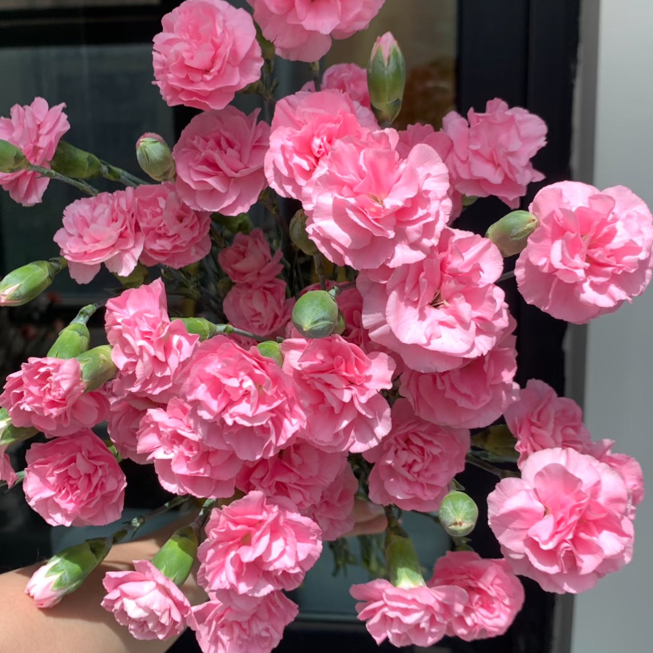 多头康乃馨「珍珠粉」20支（2单中通3单顺丰）