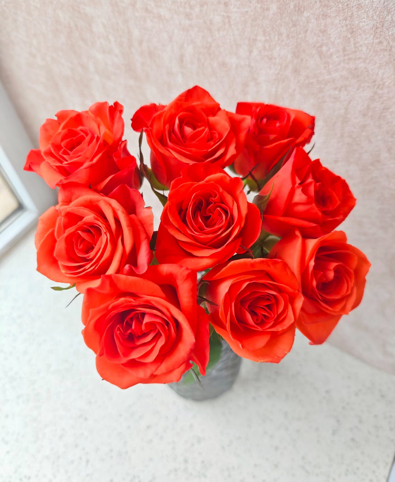 方德玫瑰「帕茨」40cm10支（2单中通3单顺丰）