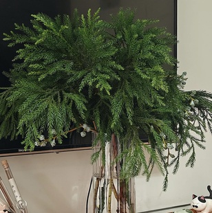 圣诞花材「天竺少女」1扎 2单中通·3单顺丰