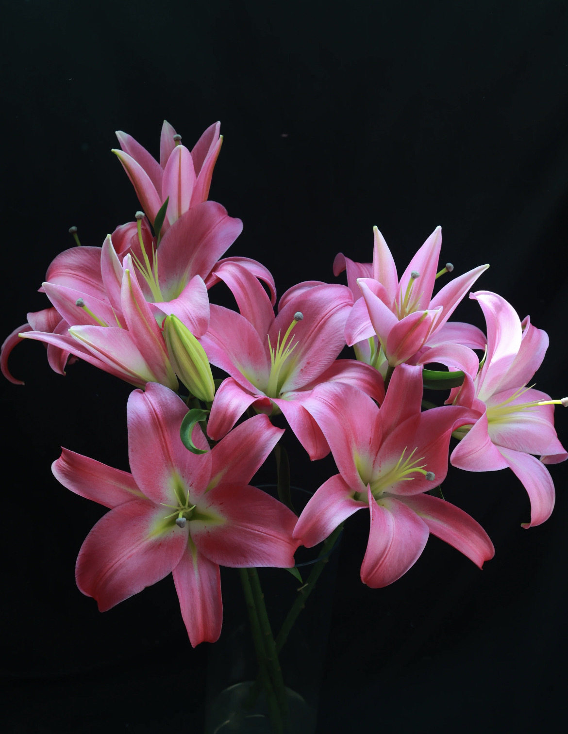 「普拉芬多」单头10支香水百合,鲜花速递/花卉仿真/绿植园艺,花材,淘宝优惠券,粉丝福利购,淘宝优惠卷