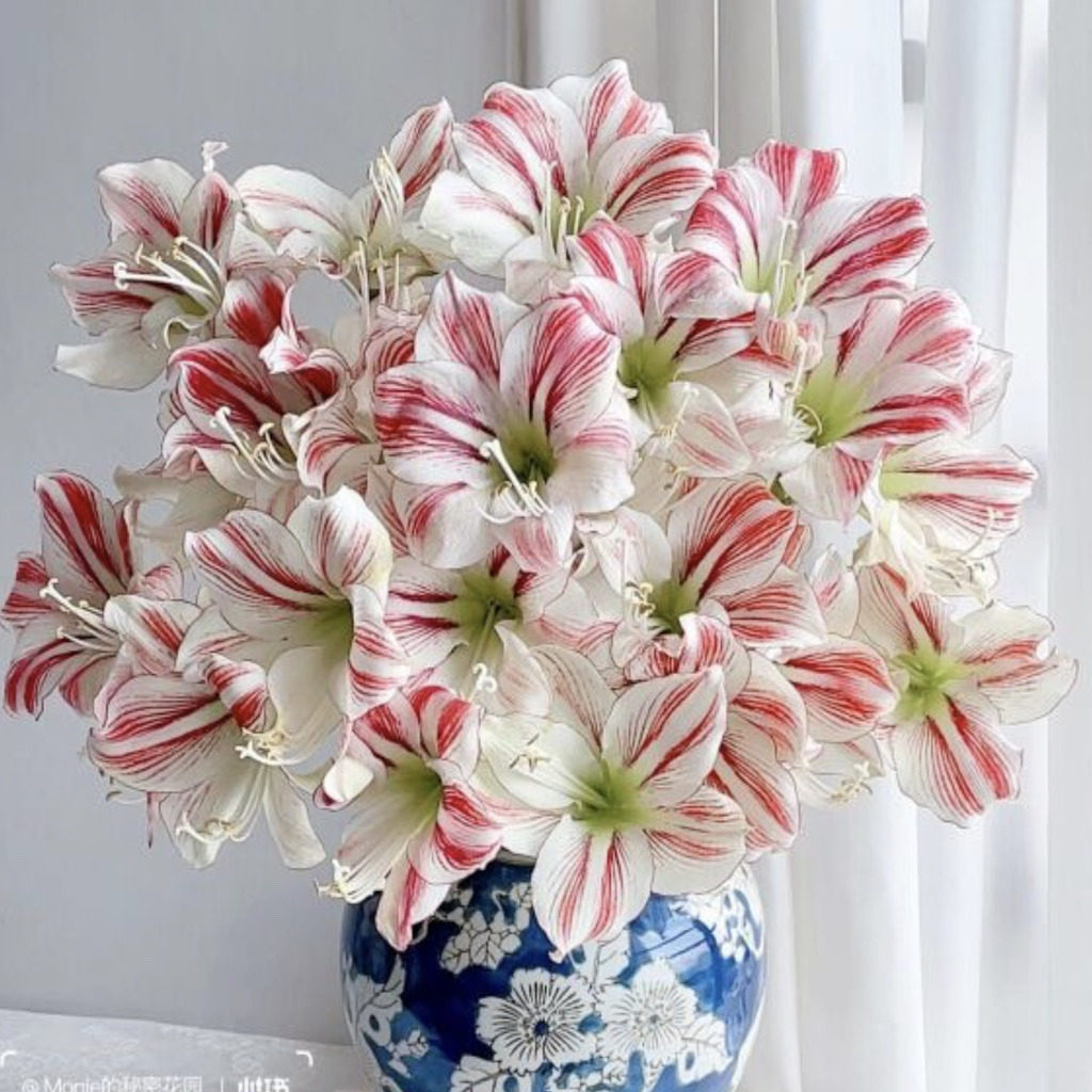 A级朱顶红「童话」2支（0度地区拍保温·否则冻坏不售后）,鲜花速递/花卉仿真/绿植园艺,花材,淘宝优惠券,粉丝福利购,淘宝优惠卷