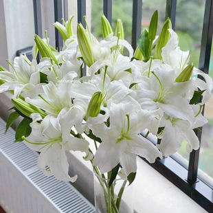 香水百合「西伯利亚」12朵 2单中通·3单顺丰