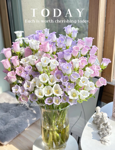 「风铃花」多色可选·花期长好养护 2单中通3单顺丰