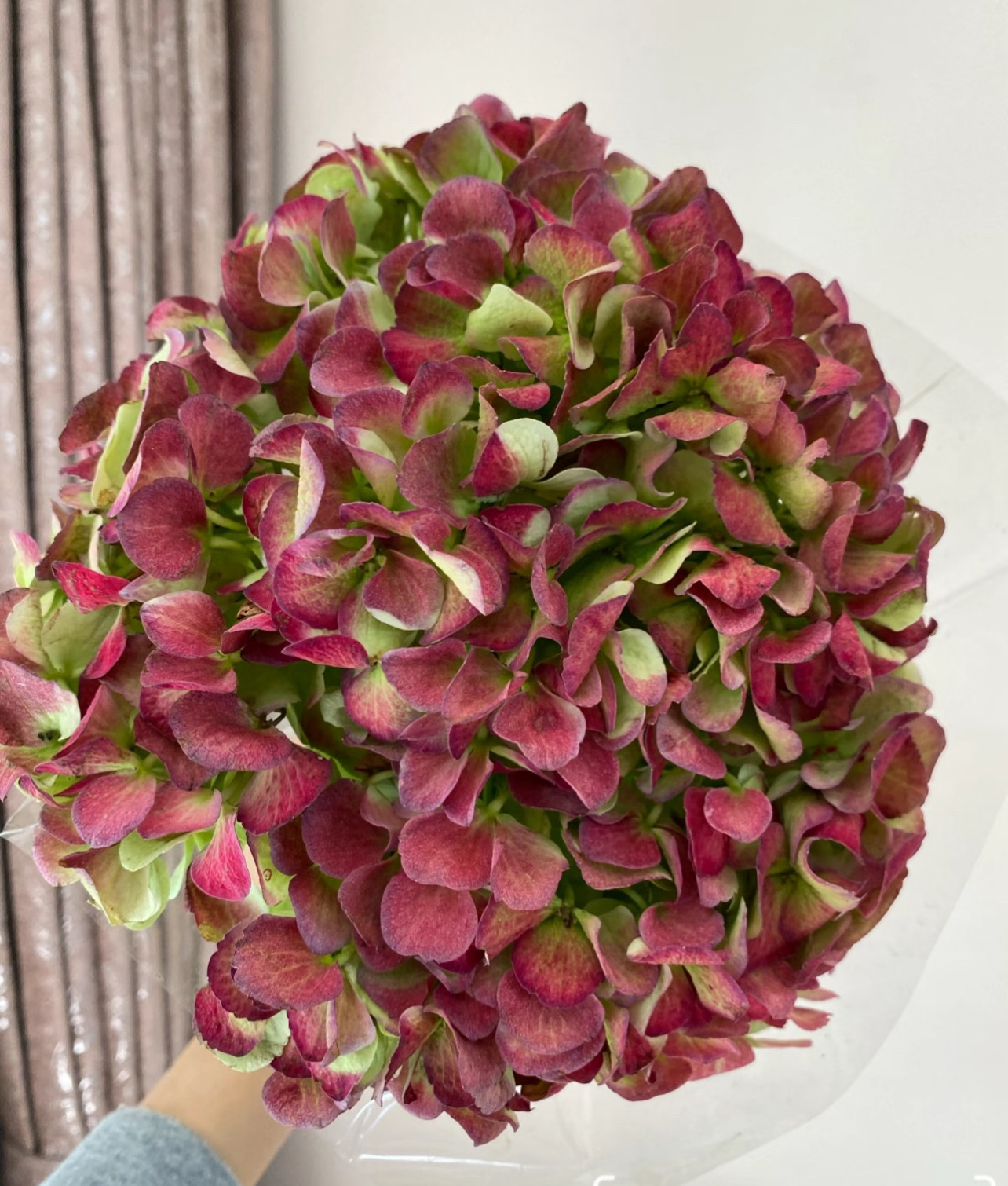 绣球「红秋」5支（2单中通3单顺丰）