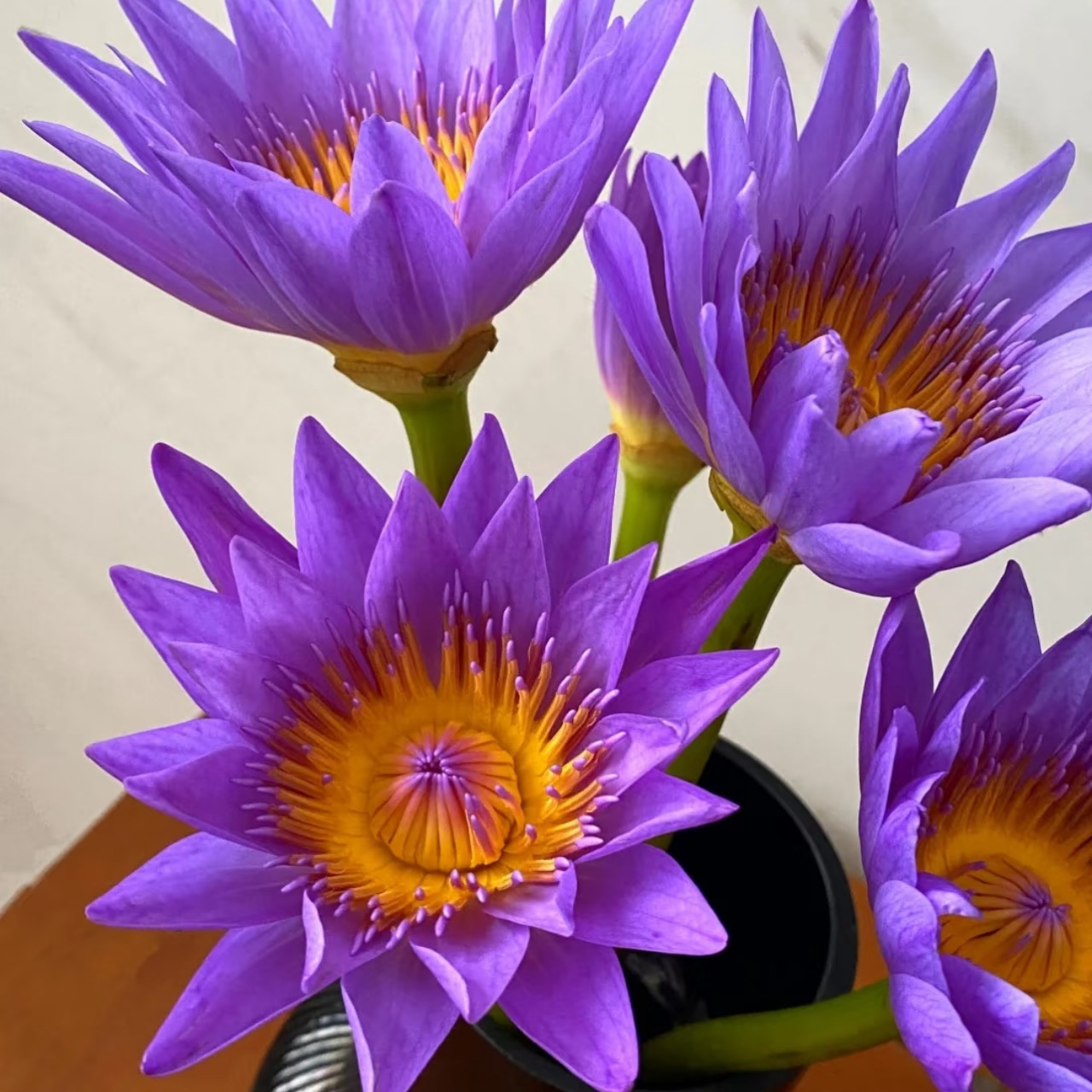 睡莲「紫色」10支（2单中通·3单顺丰）