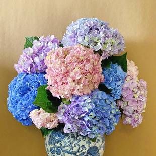 绣球「随机颜色」3&5支 2单中通3单顺丰