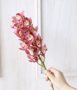 3支「红玉珠」大花惠兰 2单中通·3单顺丰）