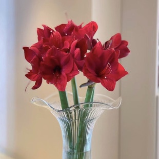 A级朱顶红「红狮」2支 2单中通3单顺丰