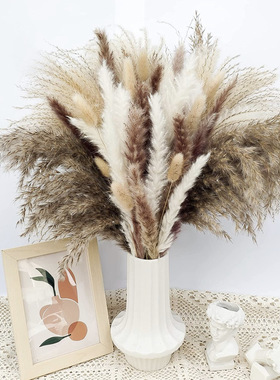 亚马逊蒲苇草小芦苇干花兔尾草小拂尘跨境供货花束干花