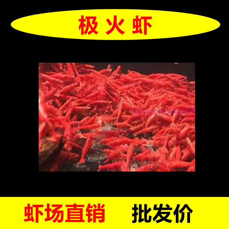 极火虾观赏虾淡水晶虾樱花红琉璃火焰虾鱼缸除藻清洁虾水族宠物虾