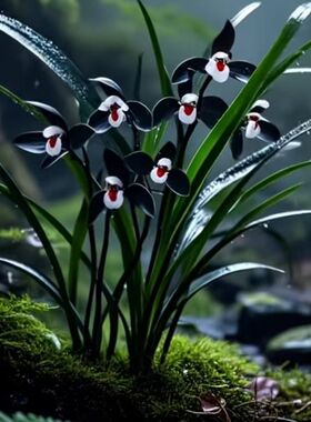 新款名贵兰花浓香好养型春兰【飞燕】阳台庭院室内外花卉绿植盆栽