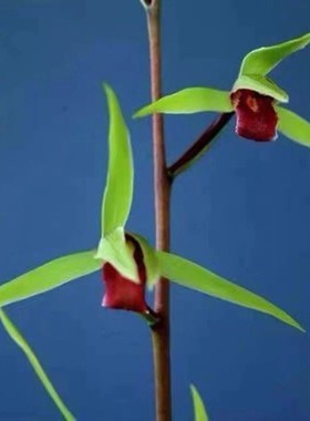 带花苞兰花苗细叶寒兰红舌浓香型【雪中红】室内老种铭品花卉大全