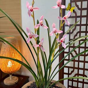 即将上花兰花新品细叶【云山雪玉】浓香型荷瓣红荷室内外花卉大全