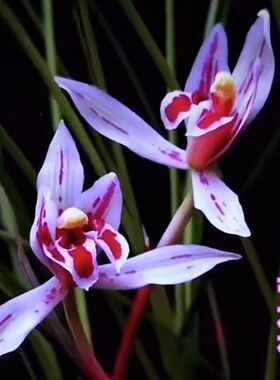 带花苞兰花荷瓣之王春兰【星恋】客厅阳台盆栽花卉大全绿植