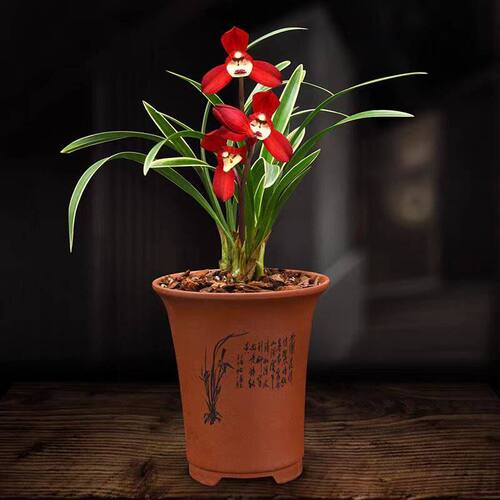 建兰盆栽香水金边矮种兰花苗【圣荷】室内外阳台兰花卉水培植物