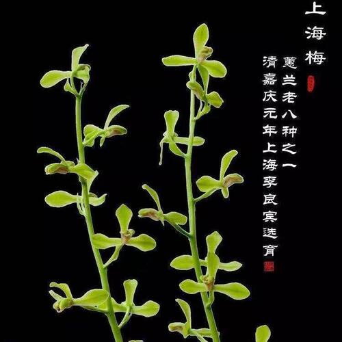 花苞蕙兰八种之一上海花苗浓香带