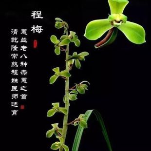 带花苞蕙兰老八种赤惠【程梅】自然大棚种植绿植花卉大全阳台盆栽