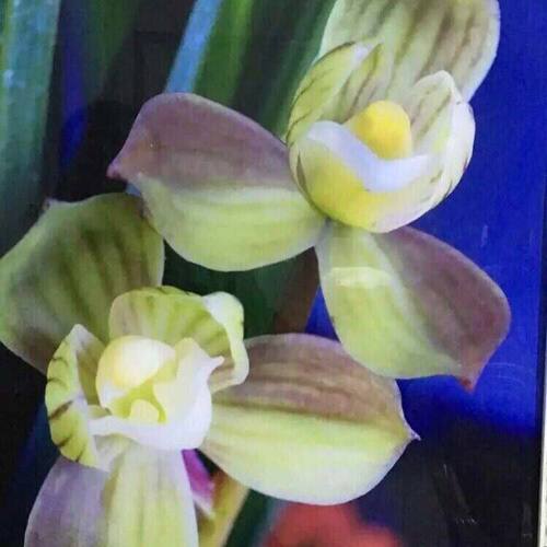 浓香型花苞花苗名贵新品素心内外