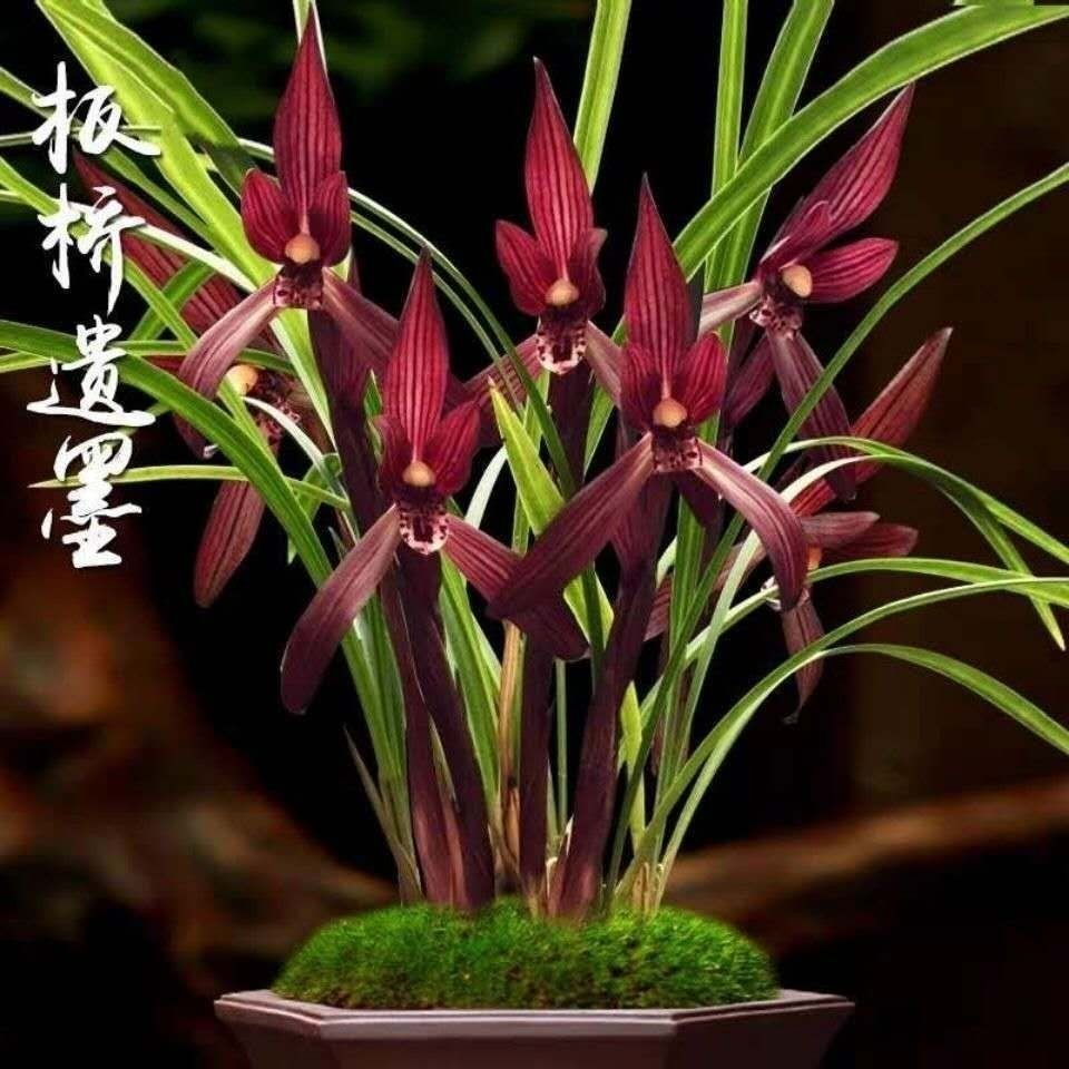 带花苞春兰色花【板桥遗墨】浓香型花卉大全绿植高档盆栽基地直发