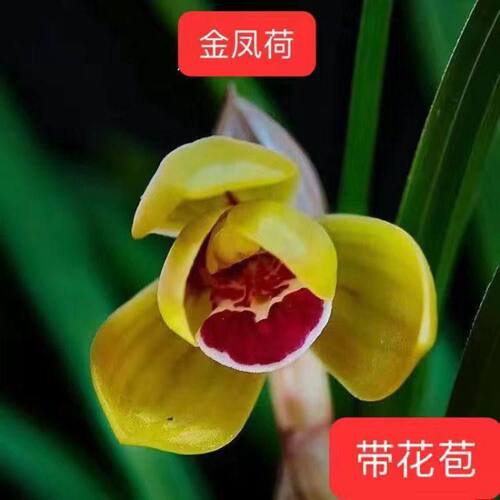 浓香型花苞春兰金凤品红植物内外