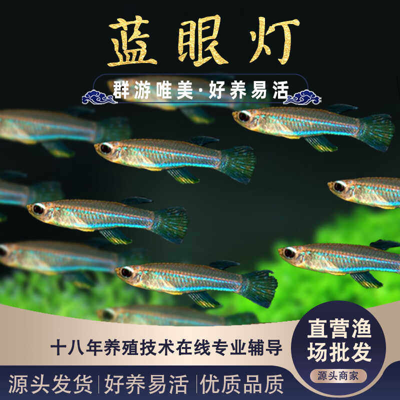 蓝眼睛鱼小型热带蓝眼灯科观赏鱼女王灯草缸青鱂群游鱼好养耐活体