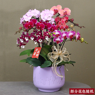 蝴蝶兰【彩花】带花带盆组好伴手礼送礼茶桌婚礼客厅美化装饰