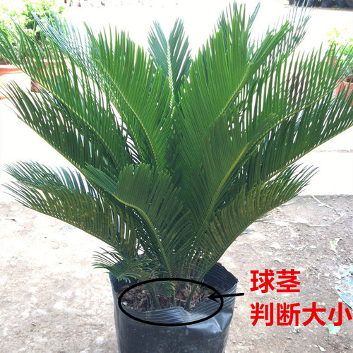 铁树基地茂盛室外盆栽苏铁树苗