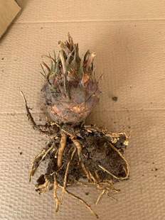 光头铁树小树苗开花公母一对客厅室内好养植物大门口大型盆景绿植