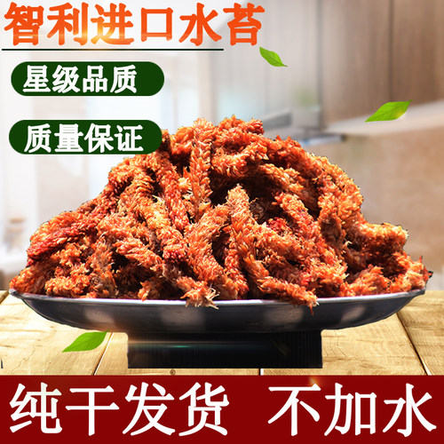 智利毛毛虫水苔蝴蝶兰乌龟冬眠