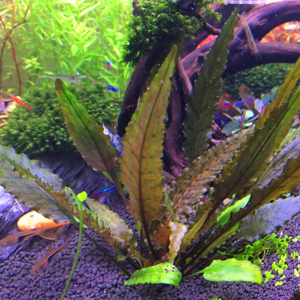 咖啡椒草自养水中叶淡水鱼缸草缸造景椒草类真活体中景水草