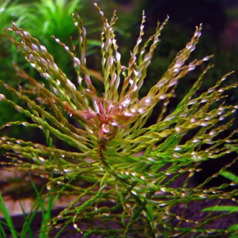 烟花叶底红水草活体淡水鱼缸草缸造景荷兰景有茎类真活体中景水草