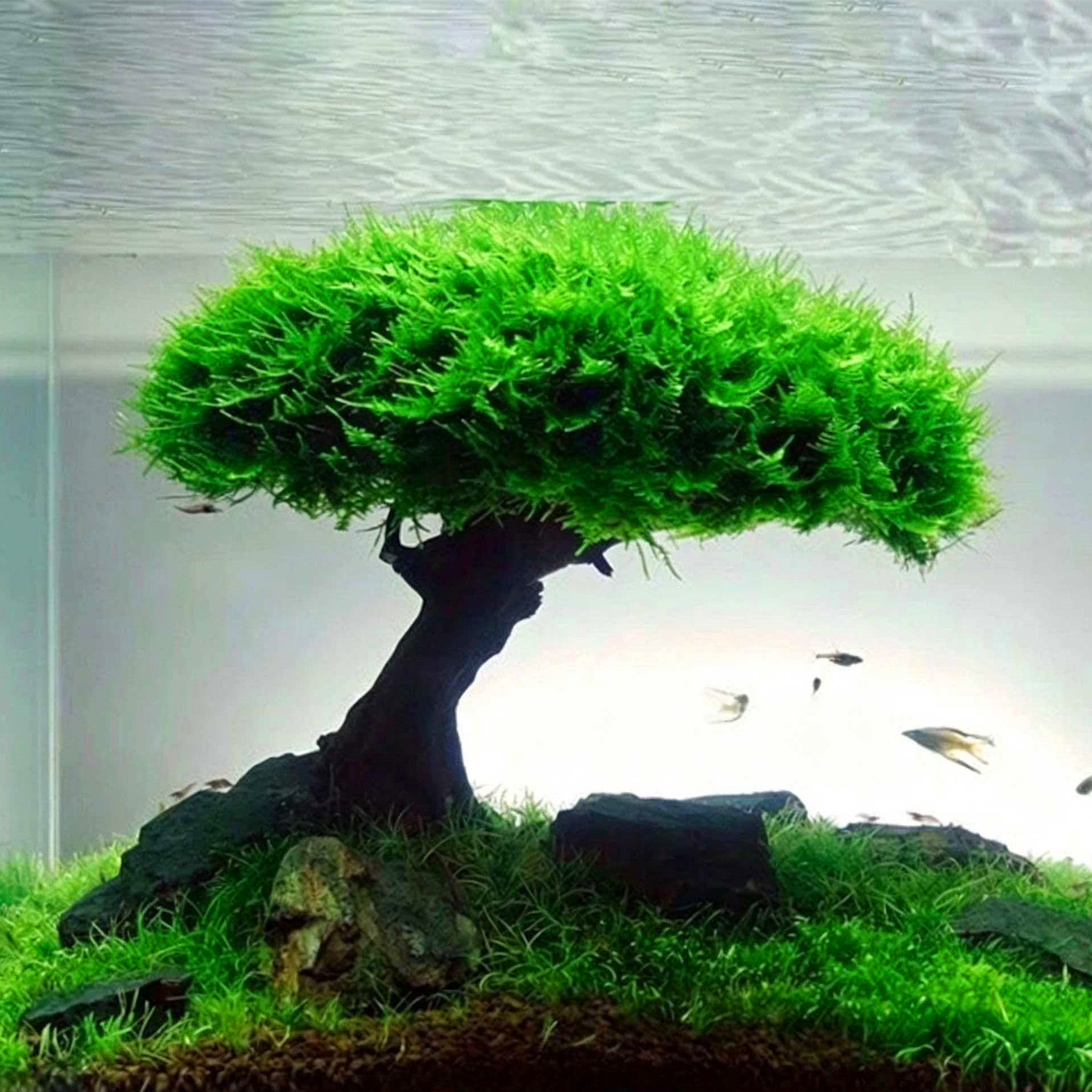 莫斯集锦鱼缸造景懒人水草美凤珊瑚三角莫丝松茸鹿角苔怪谲莫斯