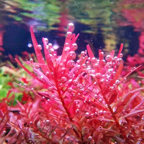 鱼缸活体特价水下叶造景
