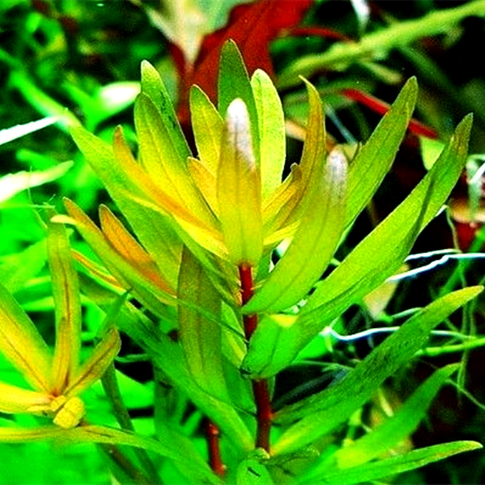 淡水鱼缸装饰草缸造景自养活体有茎类中后景水下叶水草 黄金柳