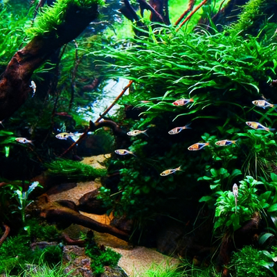 阴性水草造景新手懒人