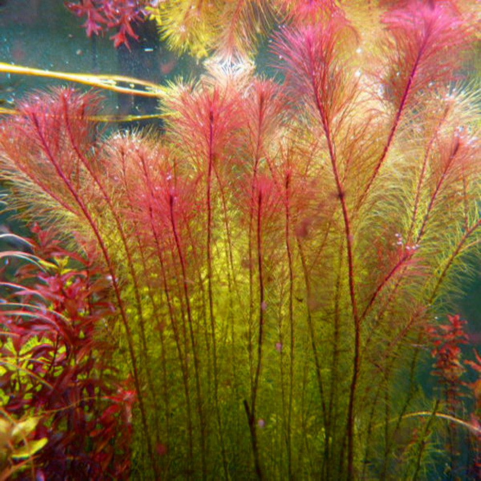 越南百叶淡水鱼缸装饰草缸造景自养活体有茎类中后景水下叶水草