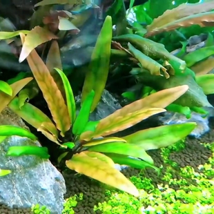 绿温蒂椒草南美缸水下叶懒人淡水鱼缸草造景原生缸真活体中景水草