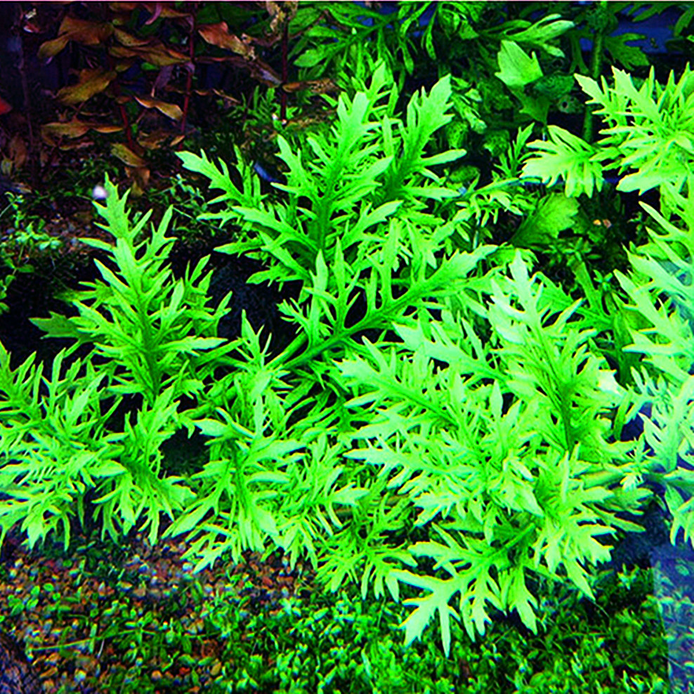 细叶水罗兰水芹活体淡水鱼缸草缸无需二氧化碳造景有茎类真水草