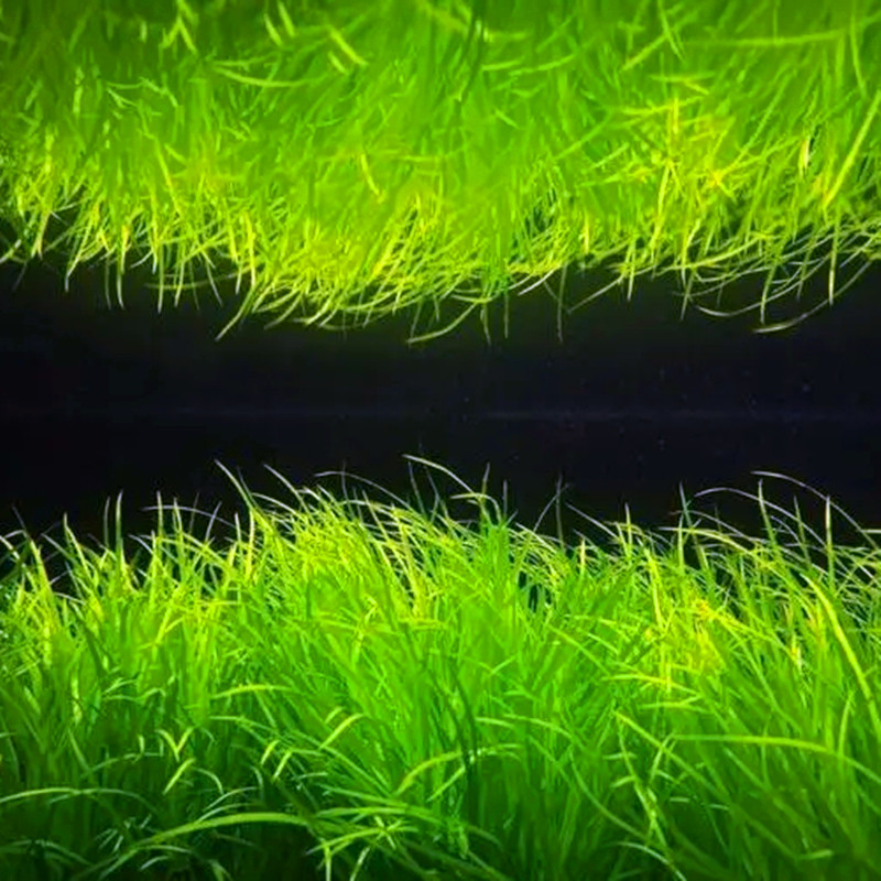鱼缸活体装饰自养淡水草缸造景有茎类真活体中前景水草 日本箦藻