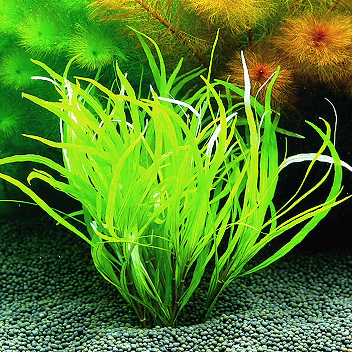 湖柳 自养活体水中叶鱼缸装饰造景后景水草柳叶类水草包活包邮