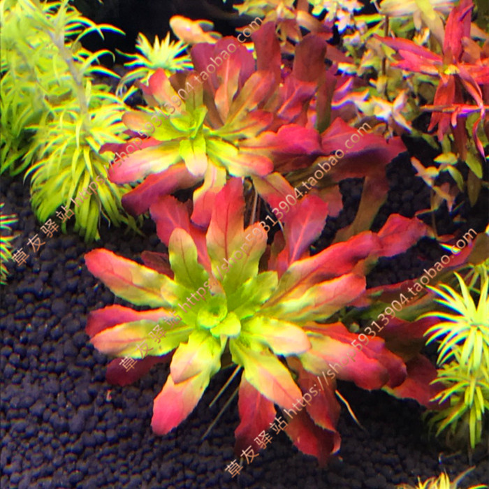 北美丁香 自养水草活体淡水鱼缸草缸造景有茎类真活体中前景水草