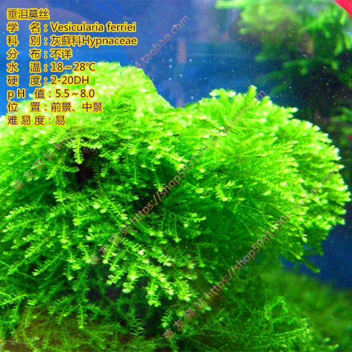 垂泪莫斯鱼缸活体装饰自养淡水草缸造景莫斯类真活体中后景水草