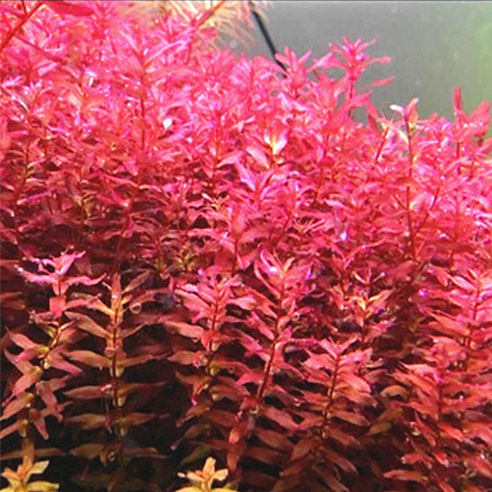 迷你红蝴蝶 自养水中叶淡水鱼缸草缸造景有茎类真活体水草中后景