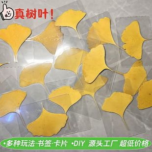 塑封银杏叶子书签真银杏叶小说书签毕业礼物送同学真树叶标本收藏