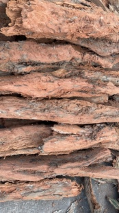 黄脚金环虎头红娘黑盾胡蜂筑巢建窝材料红安树皮