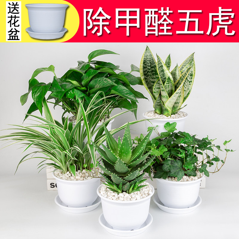 吊兰常春藤绿萝虎皮兰芦荟盆栽室桌面绿植