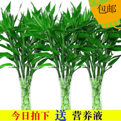 富贵竹水培植物盆栽客厅水养大叶