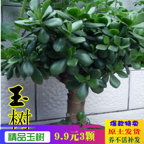玉树盆栽苗老桩大叶花燕子掌客厅