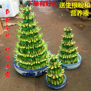 富贵竹塔节节高盆栽水塔水培植物四季绿植升迁乔迁之喜节节高升花